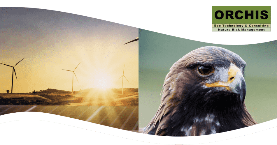 Headerbild windraeder_greifvogel