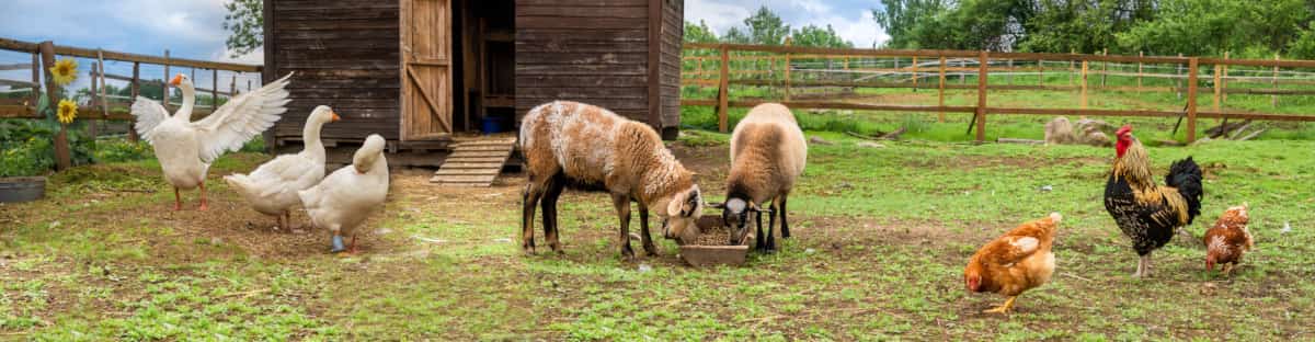 Bauernhofidylle: 3 Gänse, 2 Schafe, 2 Hühner und 1 Hahn stehen vor einem Hühnerschuppen. Im Hintergrund eine Pferdekoppel.