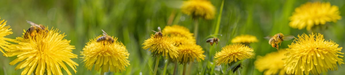 Bienen auf Löwenzahn - Bild von Vera Kuttelvaserova (Adobe Stock) Bienen auf Löwenzahn