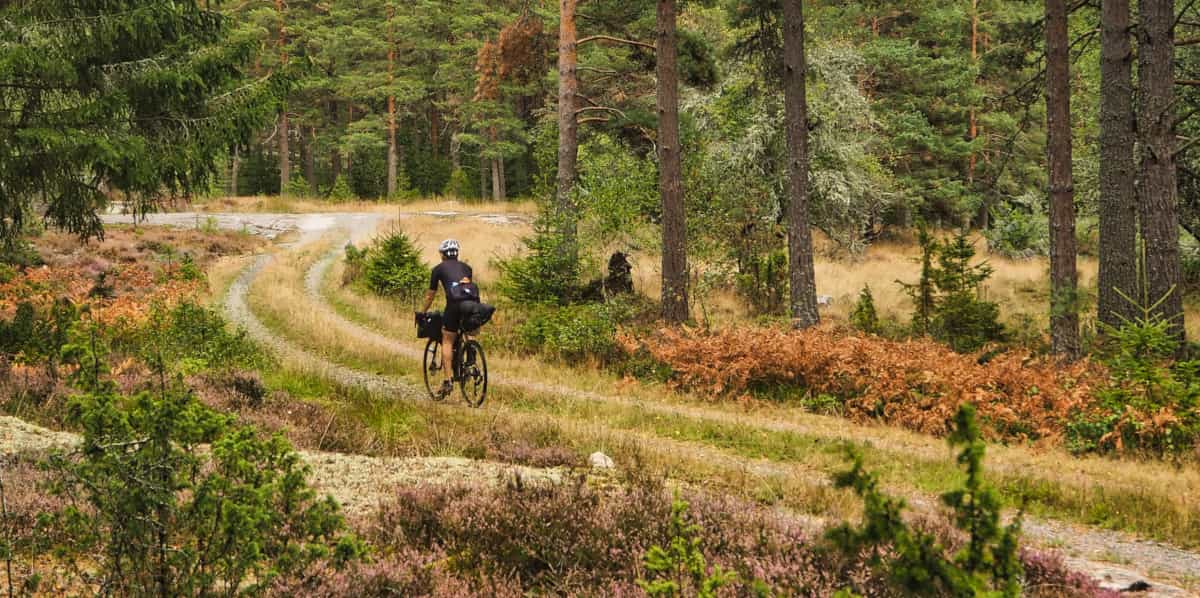 Fahrradfahrer:in auf Gravelbike mit Packtaschen fährt auf Forstweg durch lichten Kiefern- & Fichtenwald. Im Vordergrund Heide.
